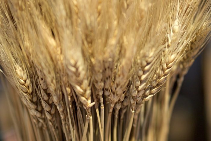 国産もち麦のおすすめ10選と健康、美容効果